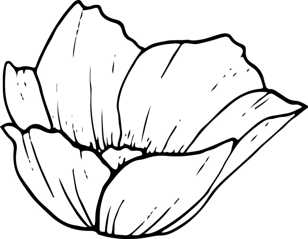 Field anemone black and white graphic illustration. Spring flower for coloring pages, greeting cards and wedding design vector