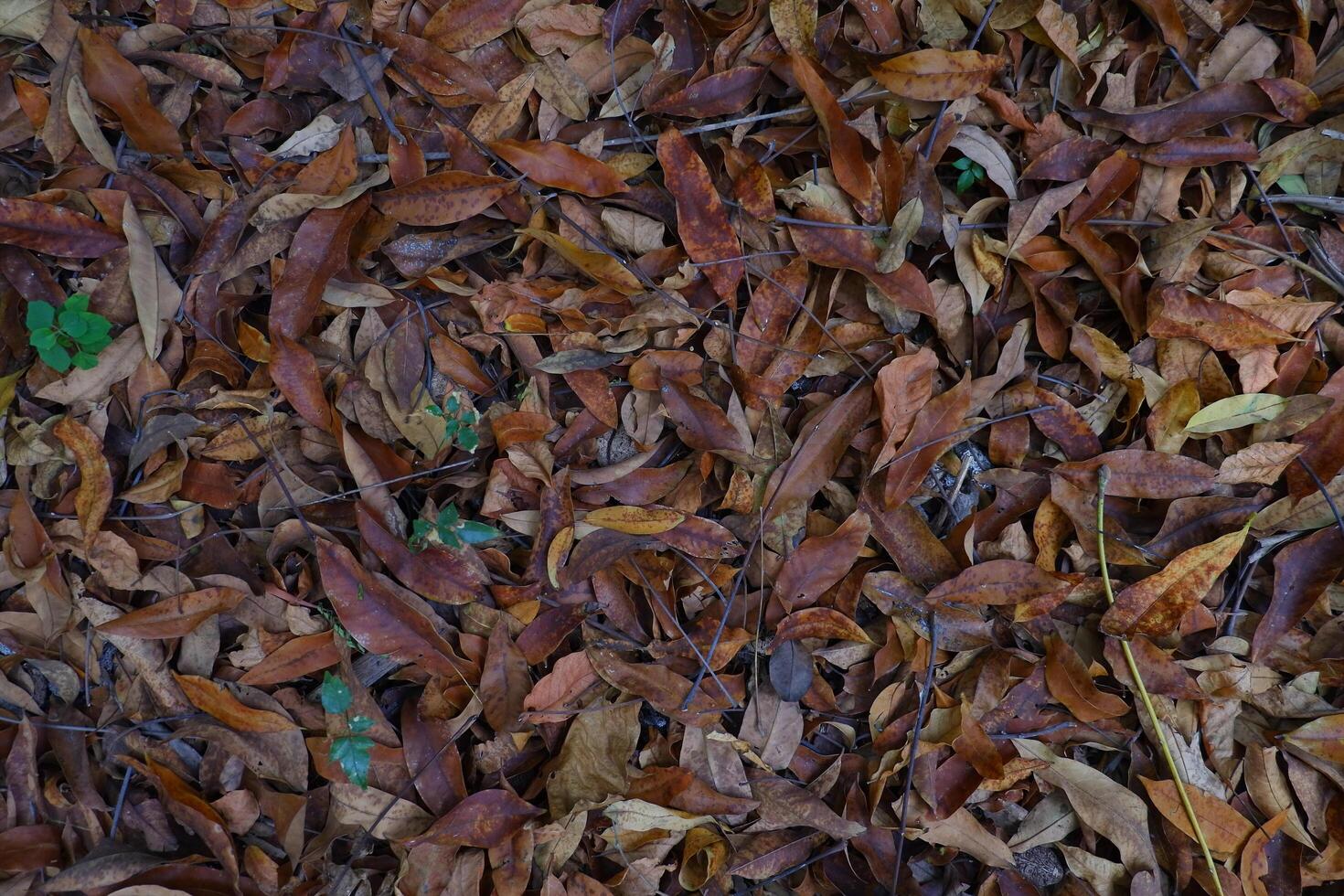 Dry leaves on the ground in autumn, close-up. photo