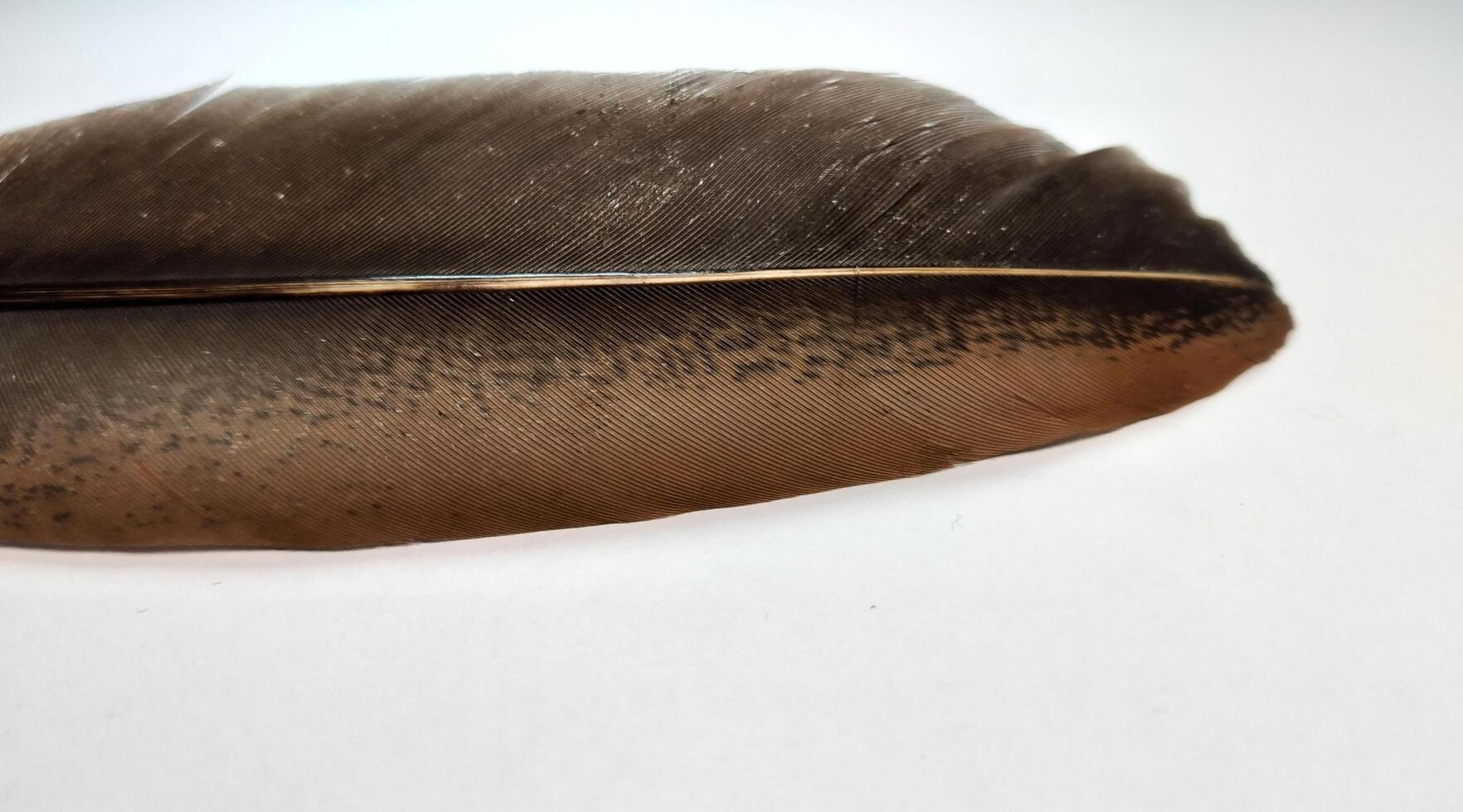 feather of a bird on a white background close-up. photo