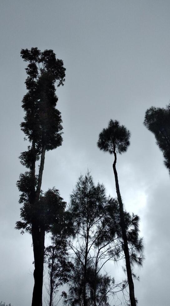 silueta de pino arboles en el niebla, bajo ángulo ver foto