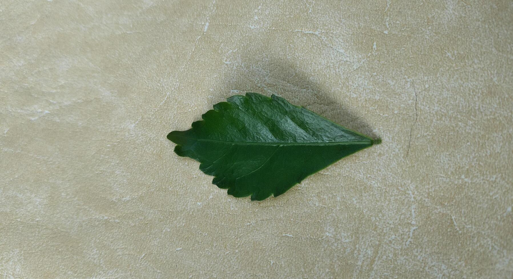 hoja de albahaca en un gris antecedentes. plano poner, parte superior vista. foto