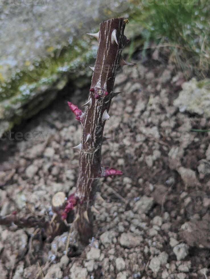 rose grew pink shoots photo