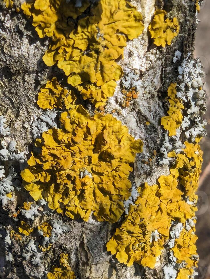 yellow and orange hen fungus on tree bark photo