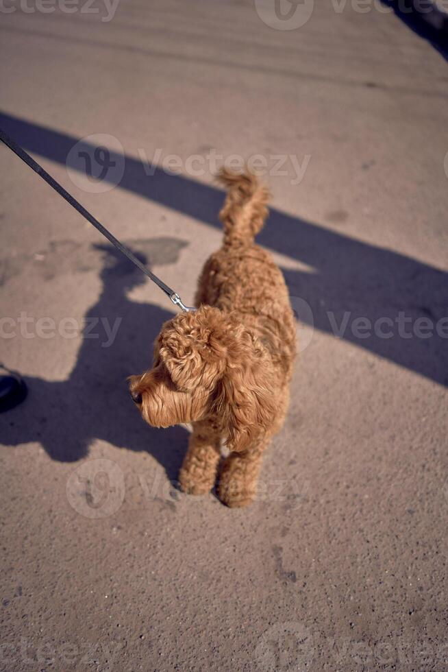 un cockapoo en un Correa en el duro ligero de un primavera día foto