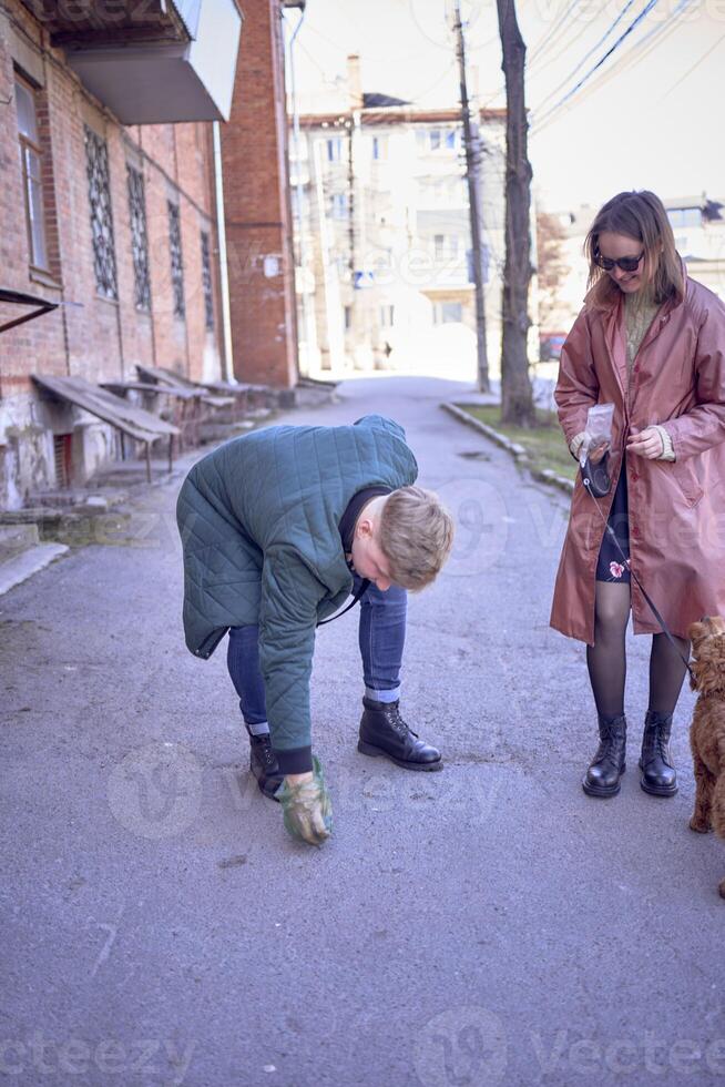 the owner cleans up the dog's waste on a walk from the cockapoo photo