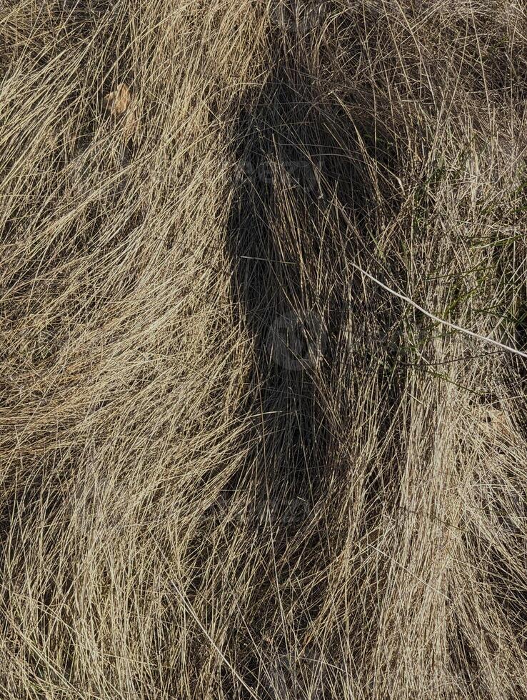 close - up of dry brown hay photo