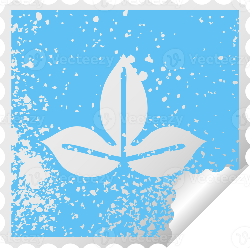 distressed square peeling sticker symbol of a autumn leaf png