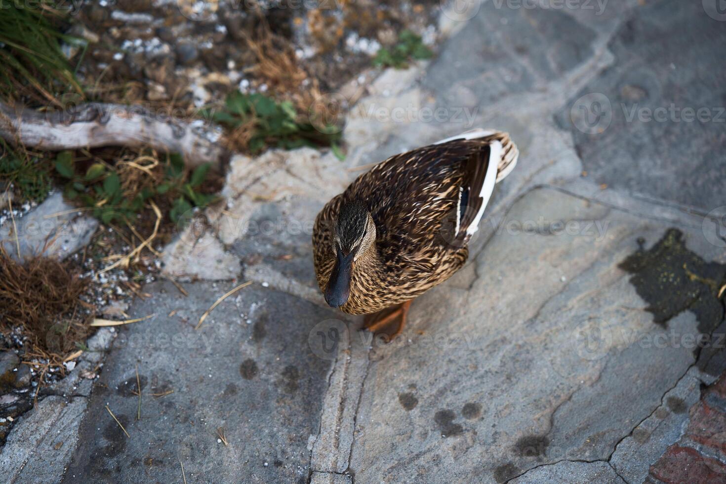 a duck on gray granite tile photo