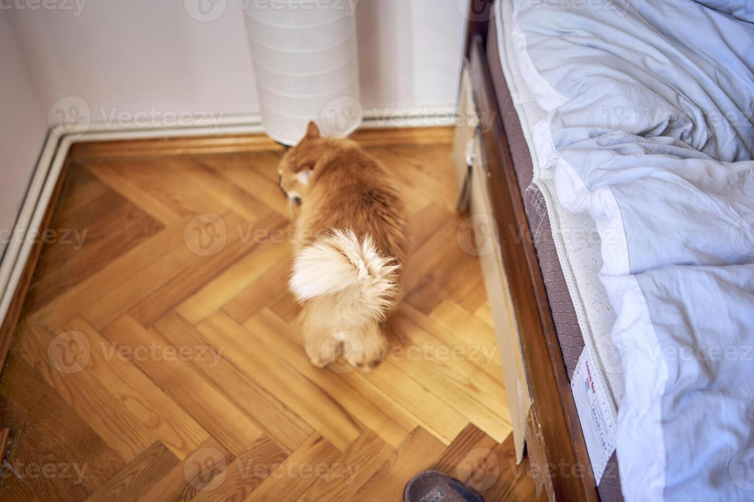 fluffy red cat rubs against the lamp by the bed photo