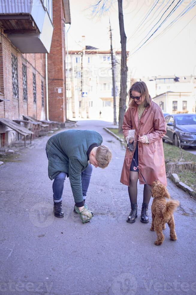 the owner cleans up the dog's waste on a walk from the cockapoo photo