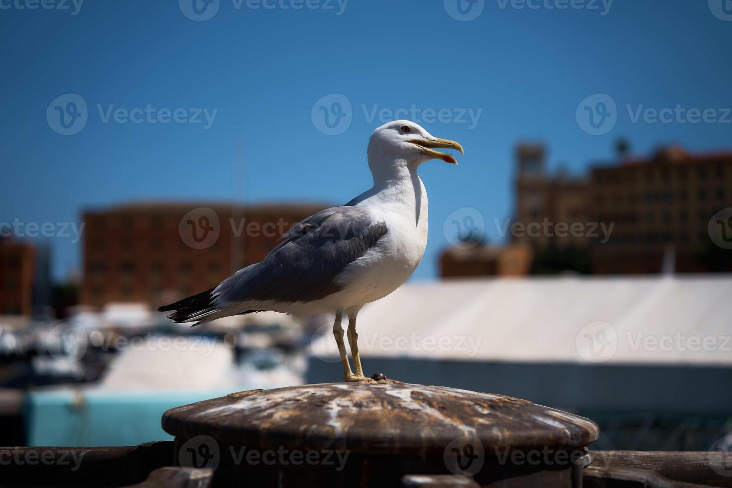 an open beaked seagull perched on a post in Portofino photo