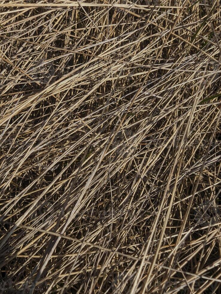 dry grass texture background photo