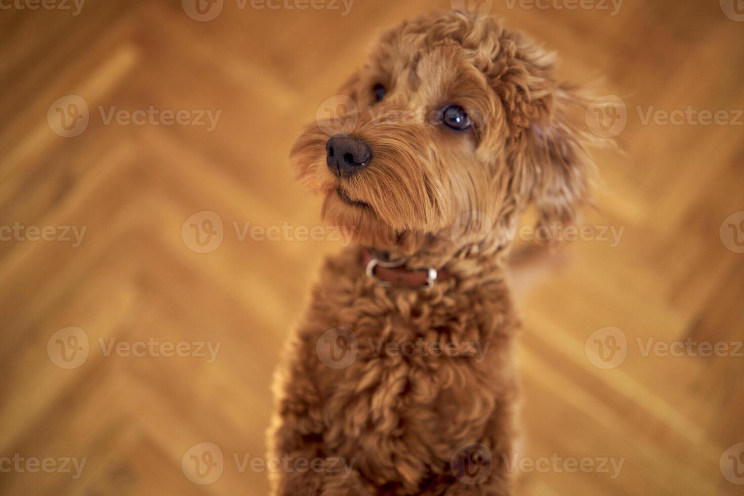 inquisitive cockapoo girl stands on her hind legs photo