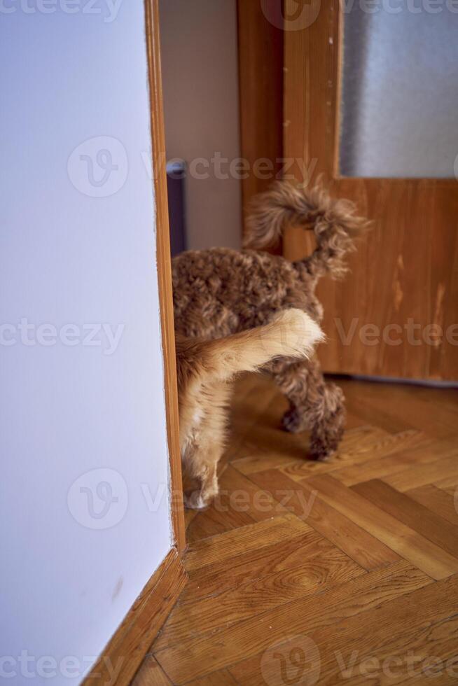 a red cat and a cockapoo leave the room together, their tails in the doorway photo