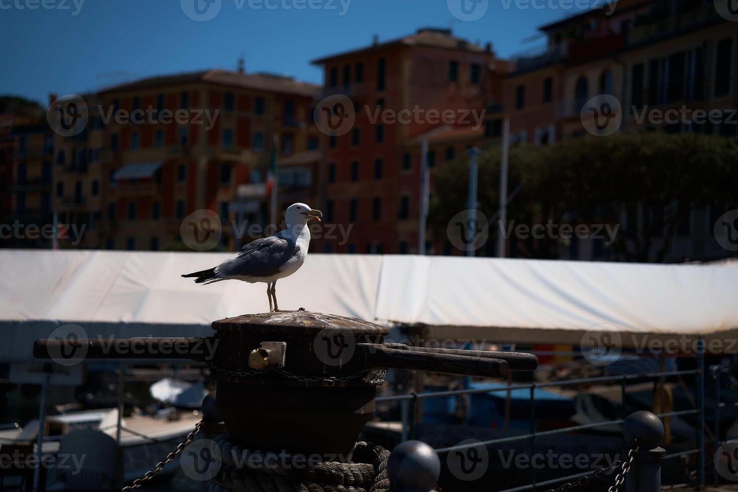 un abierto picuda Gaviota encaramado en un enviar en portofino foto