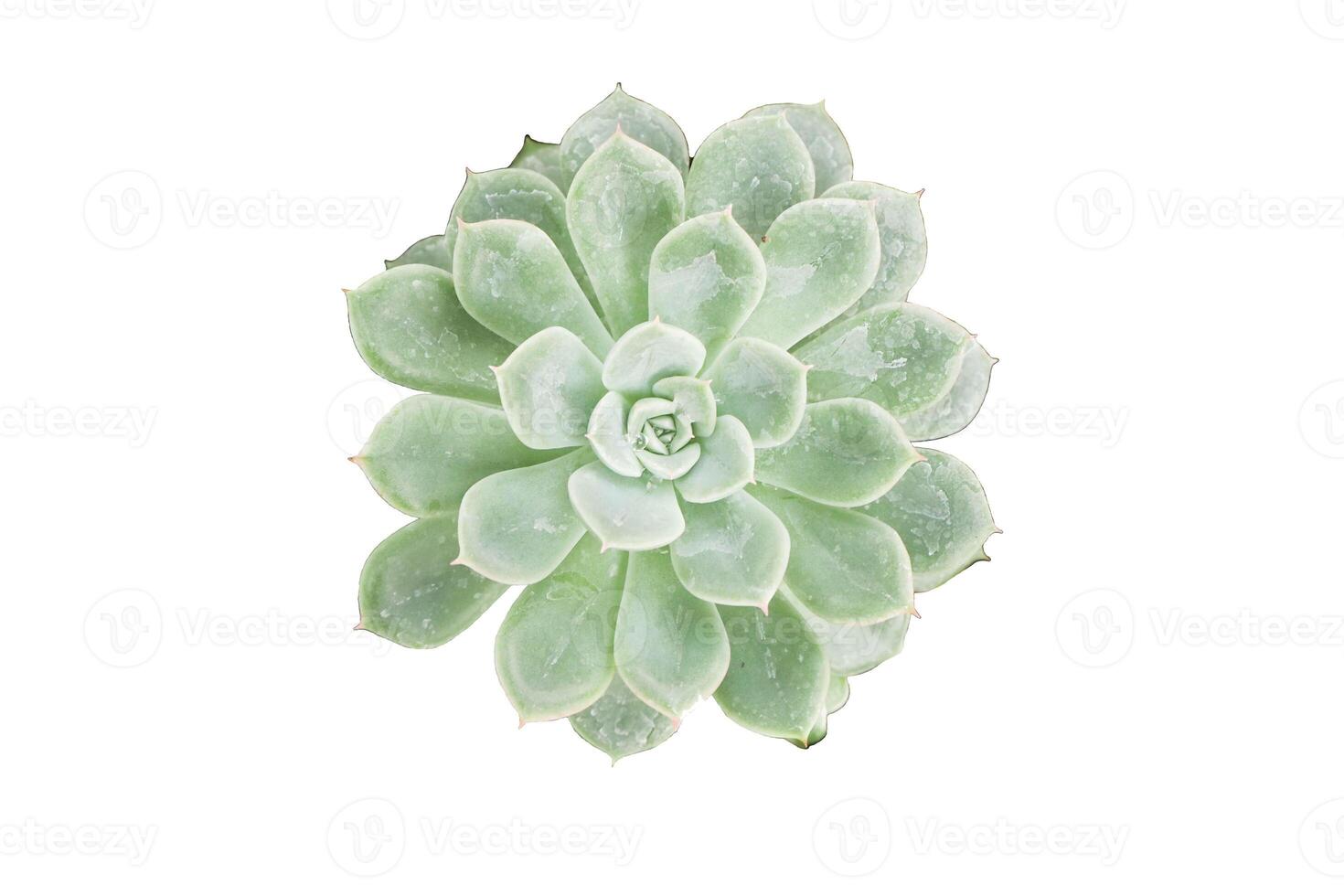 Closeup of isolated aloe vera plant with purple and yellow blossoms in a pot, showcasing its beauty photo