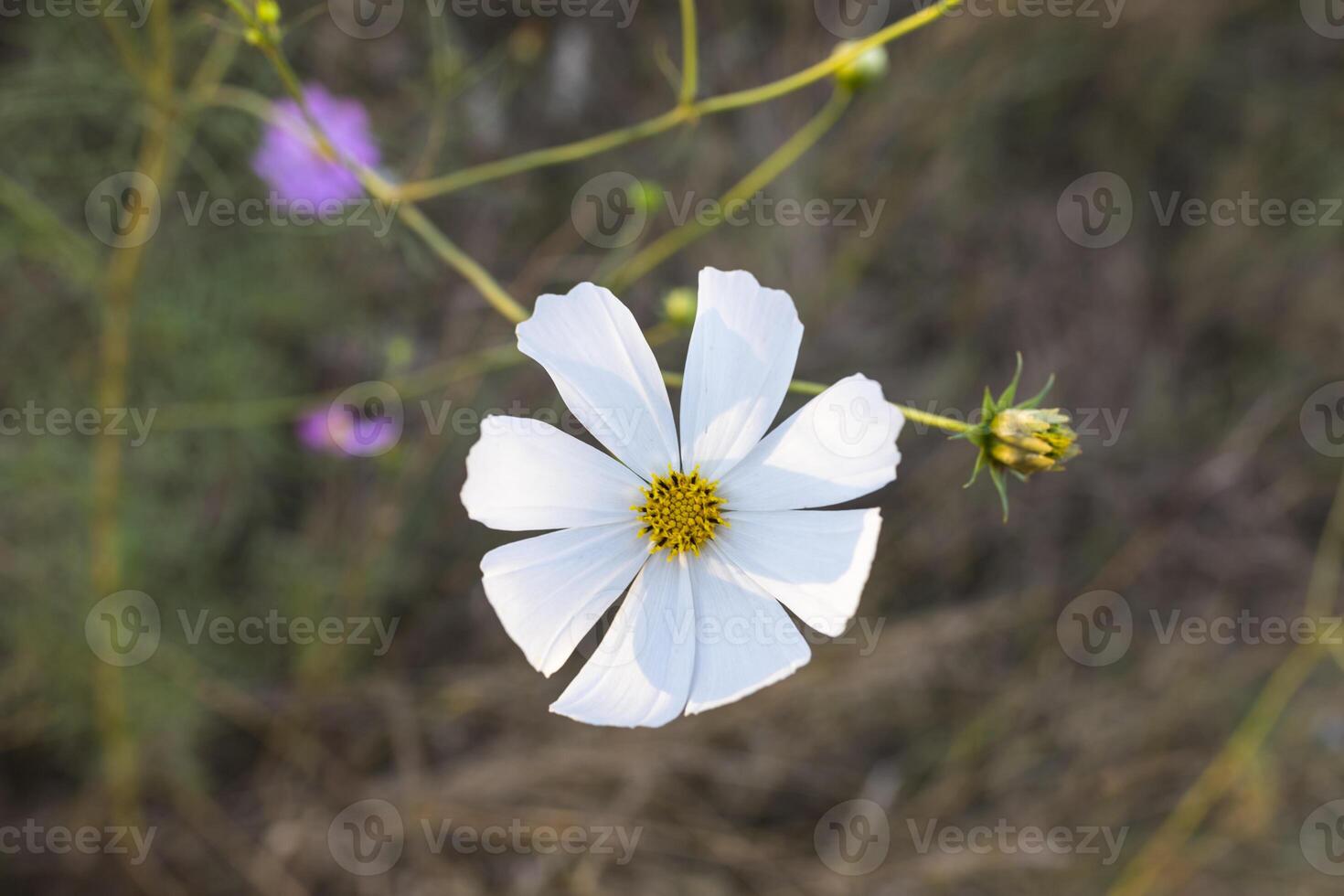 Single white cosmos flower photo