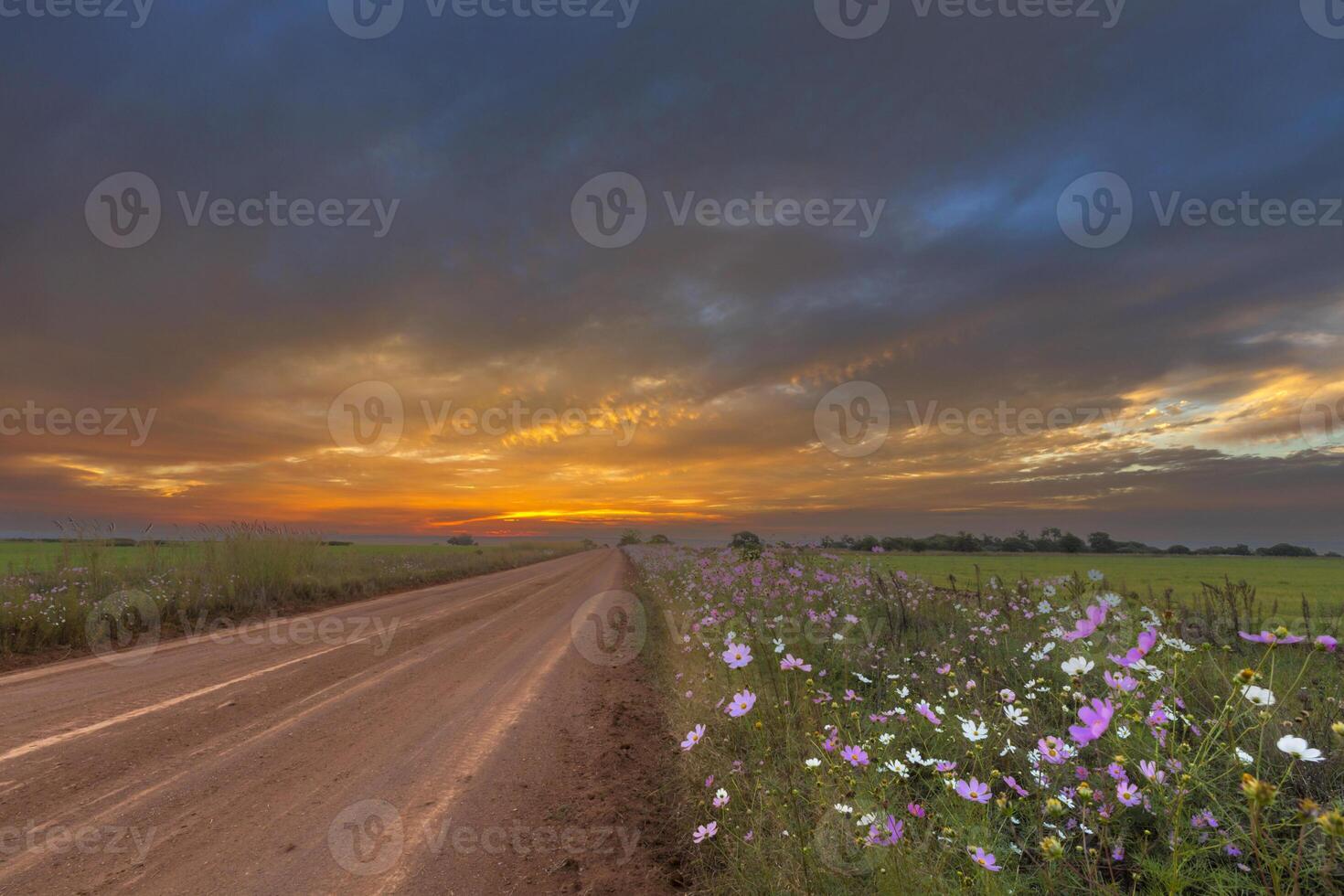 Cosmos flowers next to the road at sunset photo