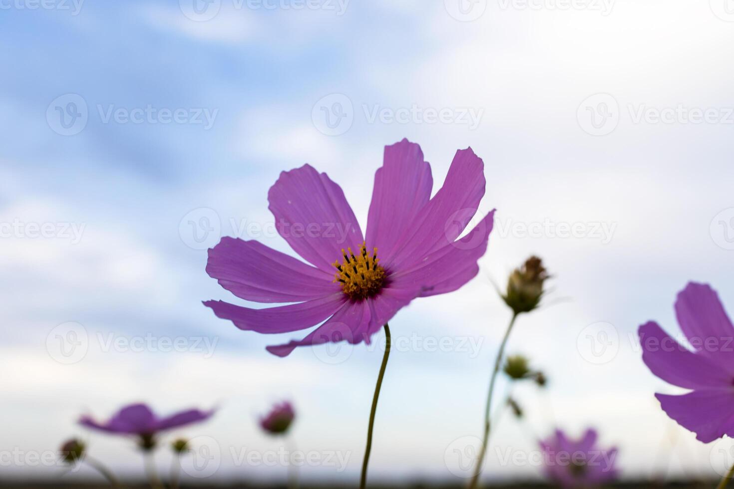 Cosmos flower against the sky photo