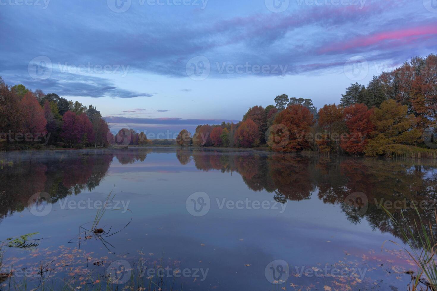 Pink clouds over autumn colored trees at the pond photo