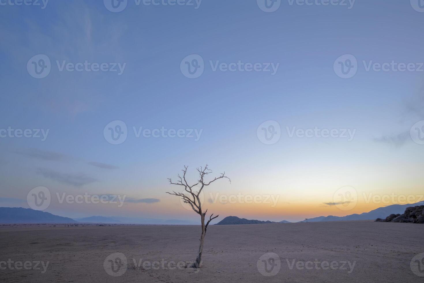 Lone dead tree before sunrise photo