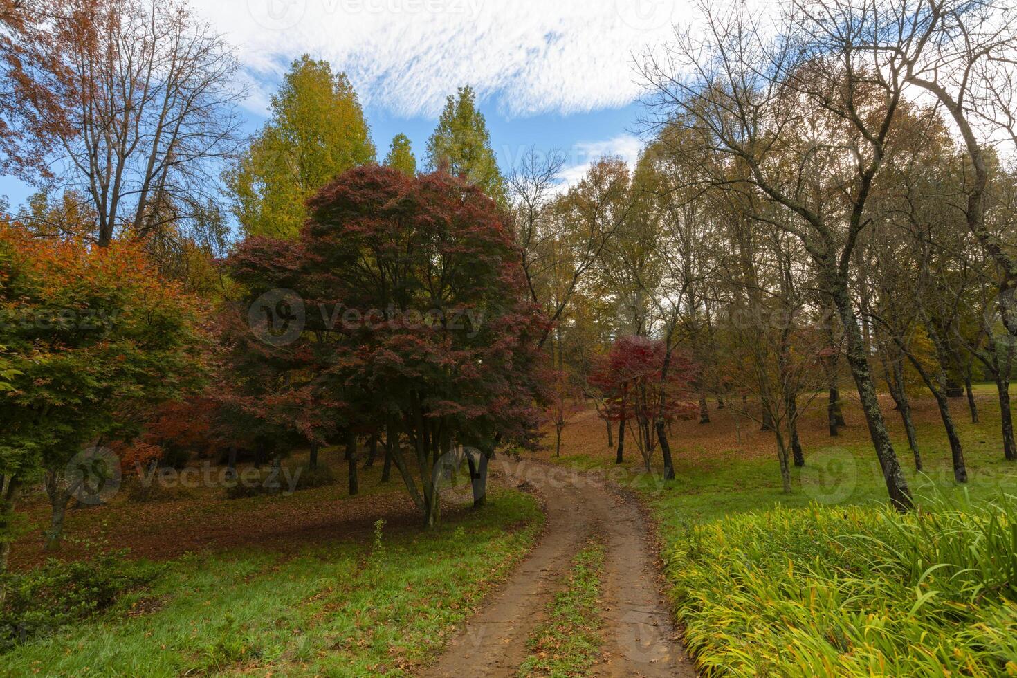 Red colored autumn trees photo