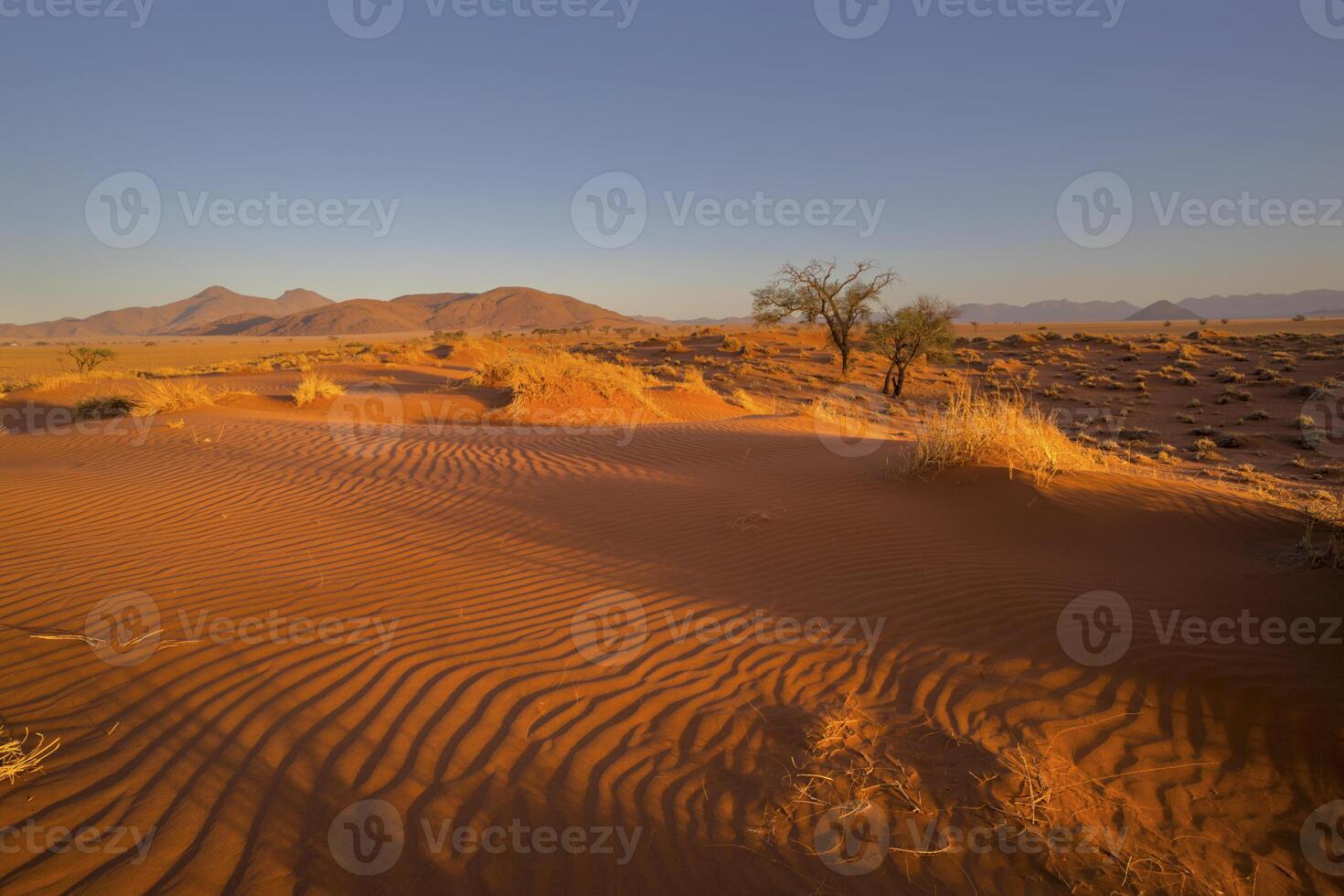 Red sand dune with ripples swept by the wind photo