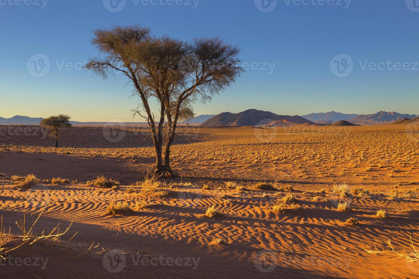 Camelthorn tree on the sand photo