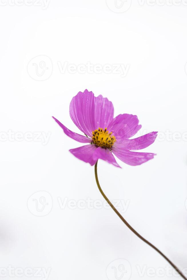 Pink cosmos flower on white background photo