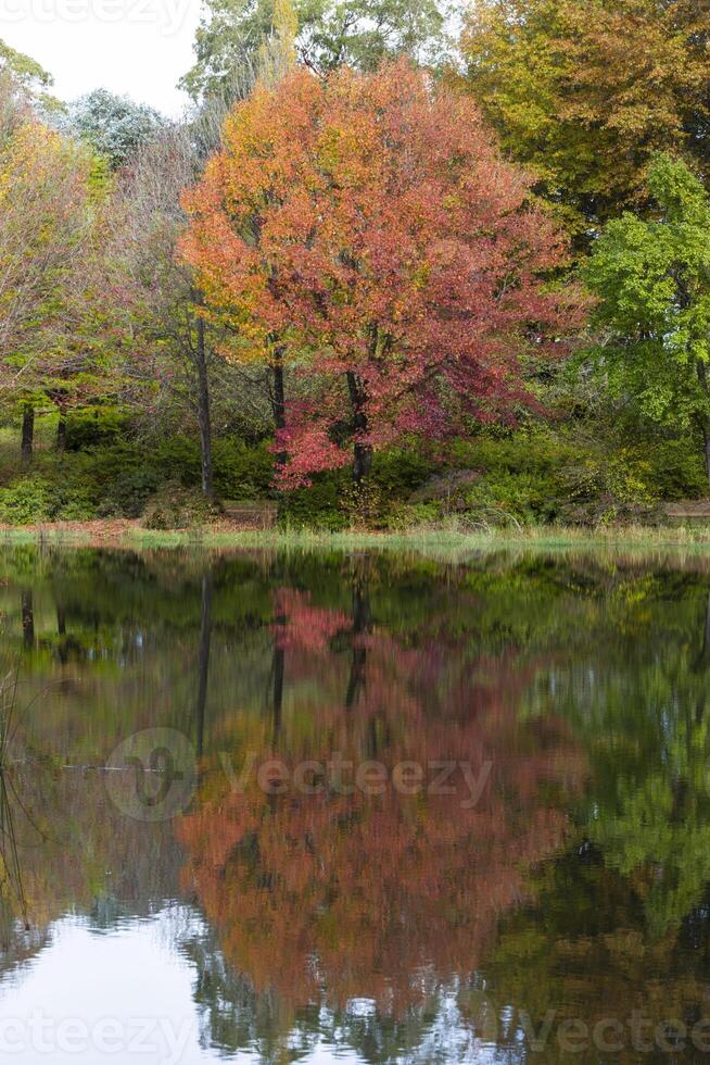 Red autumn colored trees reflecting on the water photo