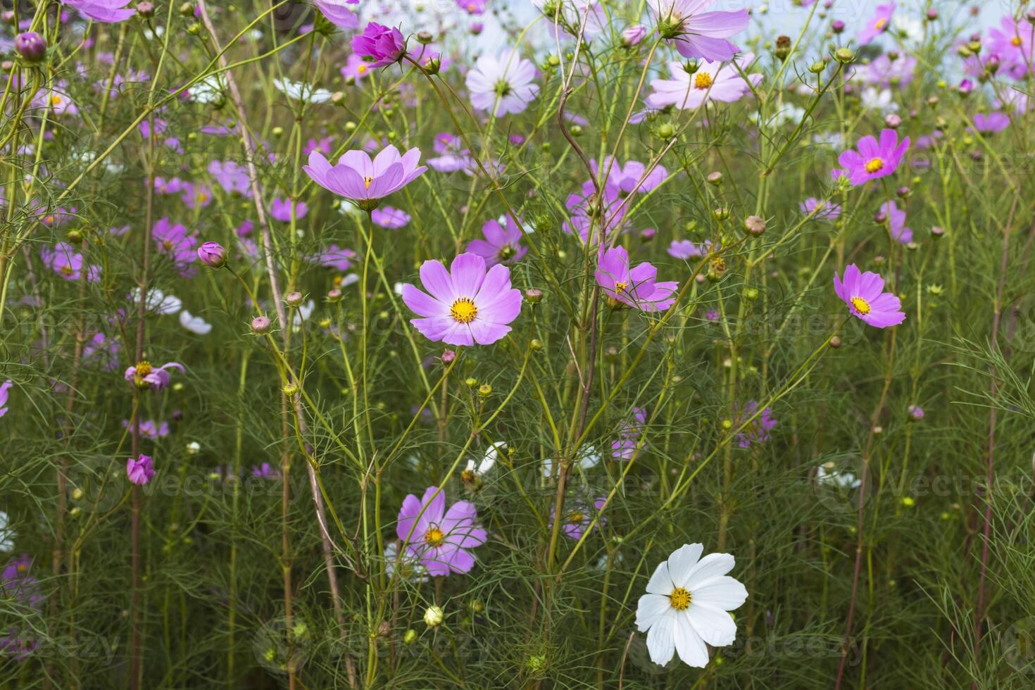 un montón de rosado cosmos flores foto