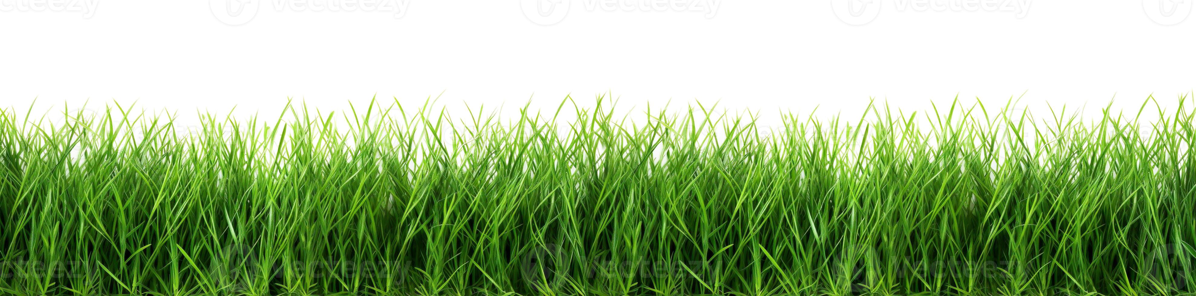 AI Generated Green grass border. Natural decorative edge, decor isolated on white background, panorama. photo