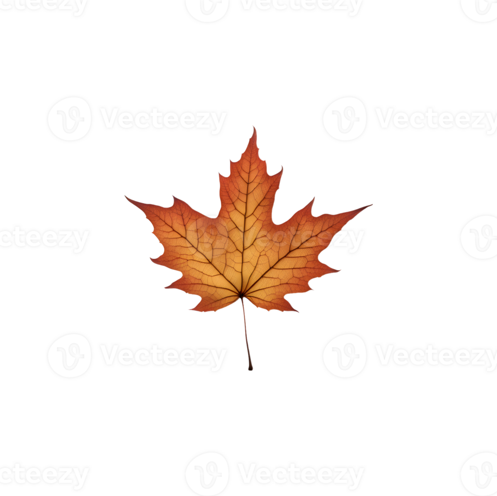AI generated Maple leaves isolated on transparent background generative ai png