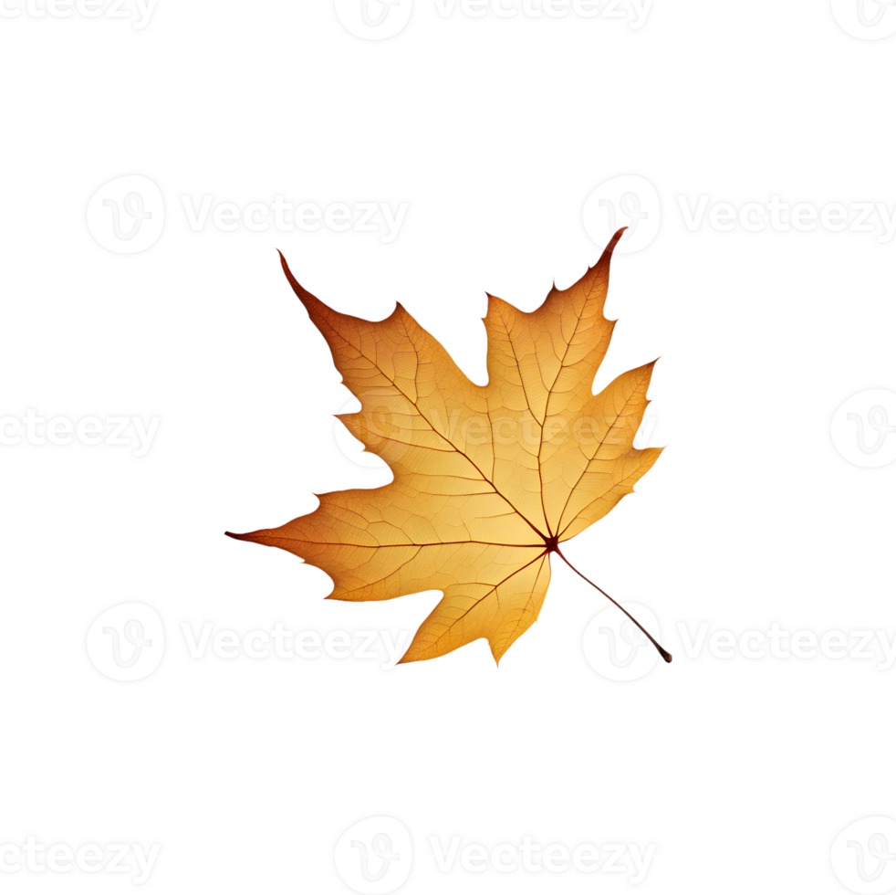 AI generated Maple leaves isolated on transparent background generative ai png