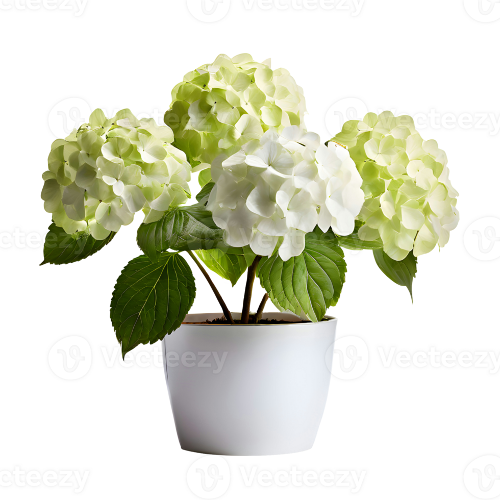 AI generated House parlor plant Hydrangea plant in modern white pot or vase isolated on transparent background generative ai png