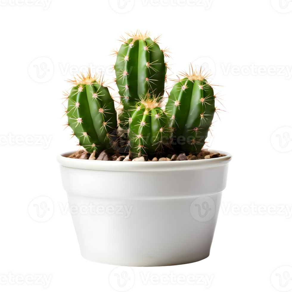AI generated House parlor plant Mini Cactus plant in modern pot or vase isolated on transparent background generative ai png