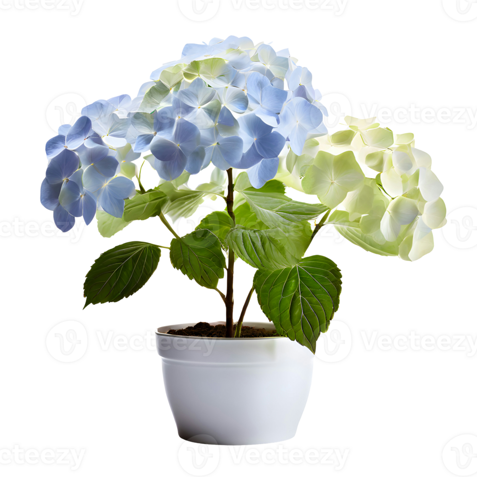 AI generated House parlor plant Hydrangea plant in modern white pot or vase isolated on transparent background generative ai png