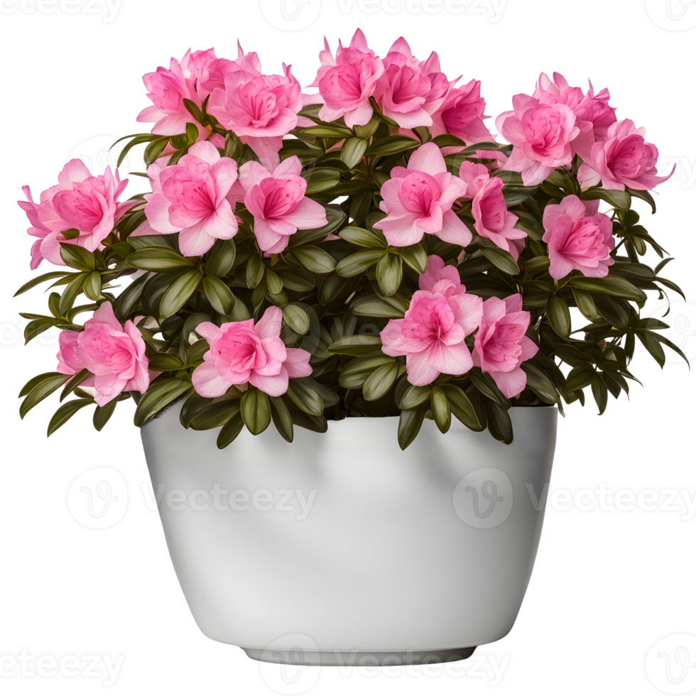 AI generated House parlor plant Azalea plant in modern white pot or vase isolated on transparent background generative ai png