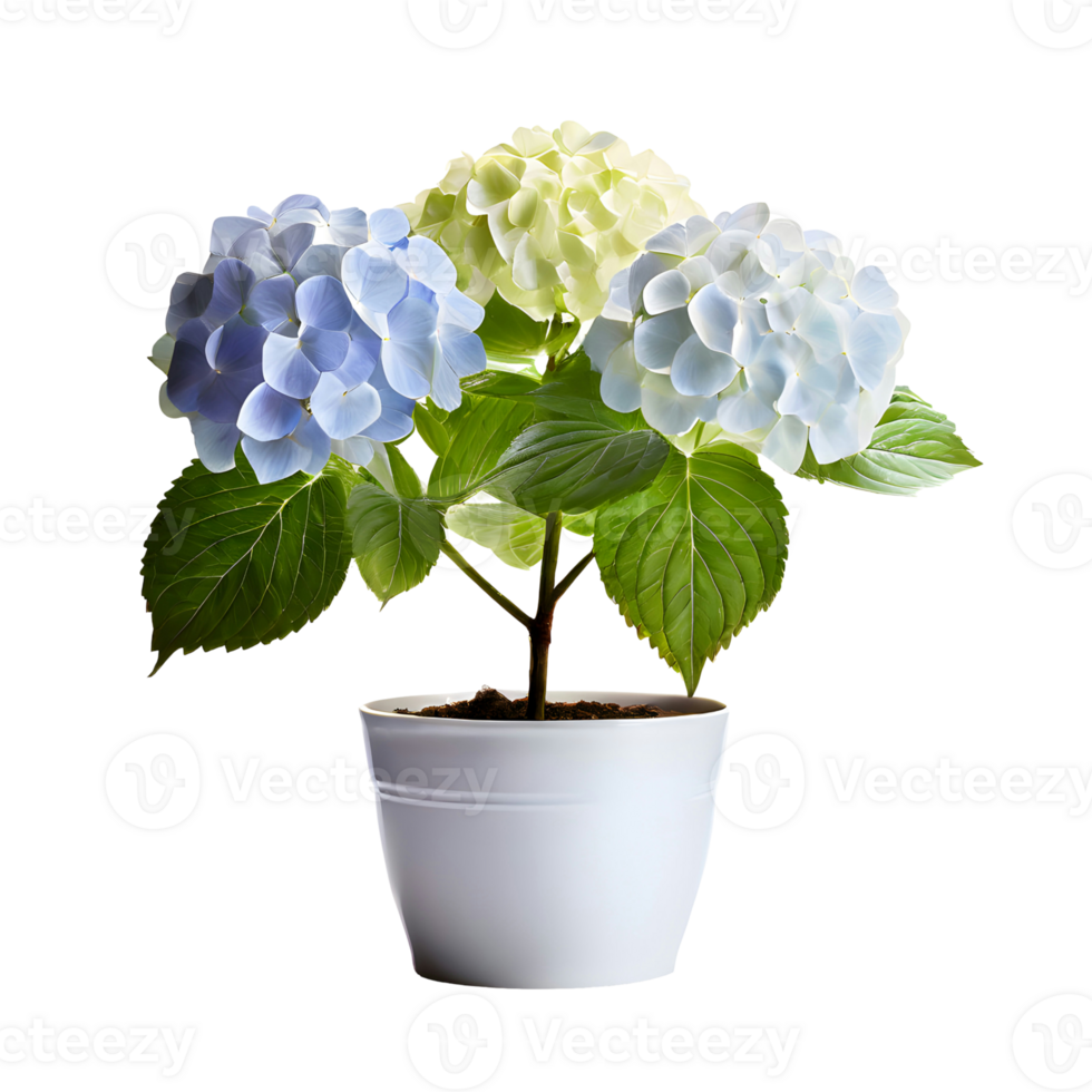 AI generated House parlor plant Hydrangea plant in modern white pot or vase isolated on transparent background generative ai png