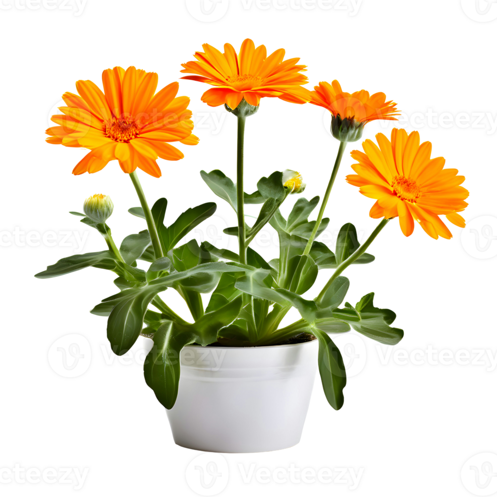 AI generated House parlor plant Calendula plant in modern white pot or vase isolated on transparent background generative ai png