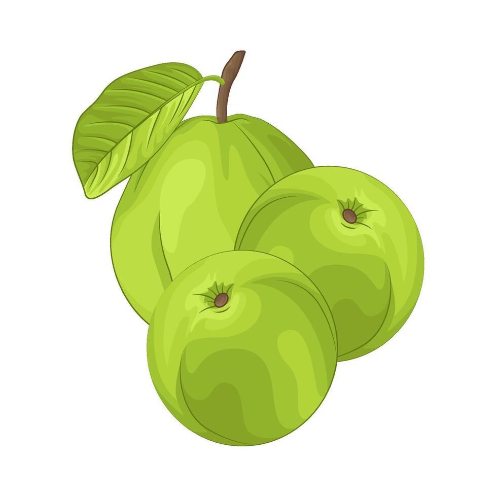Illustration of guava vector