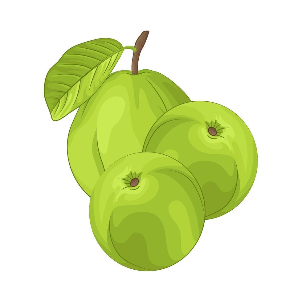 ilustración de guayaba vector