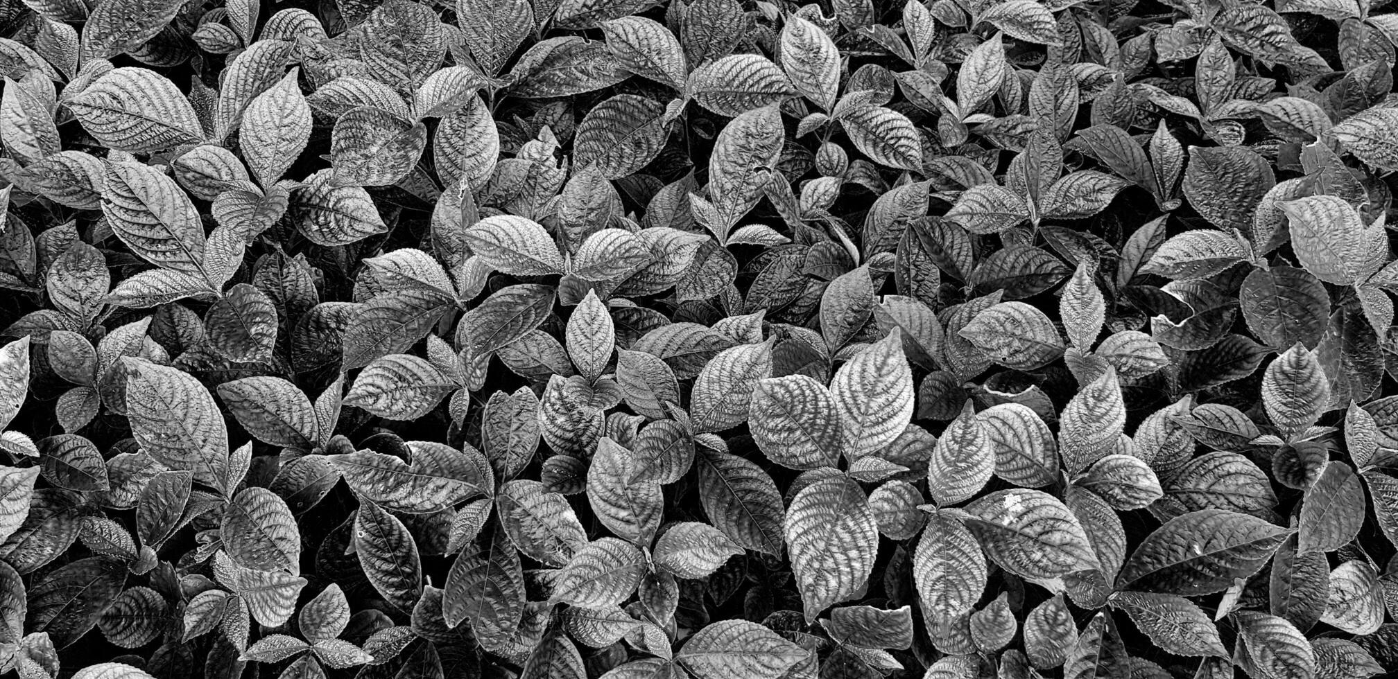 Many freshness small Chaplo leaves background at herb garden in black and white tone. Beauty of nature wallpaper in monochrome tone. photo