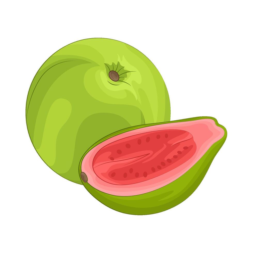 ilustración de guayaba vector