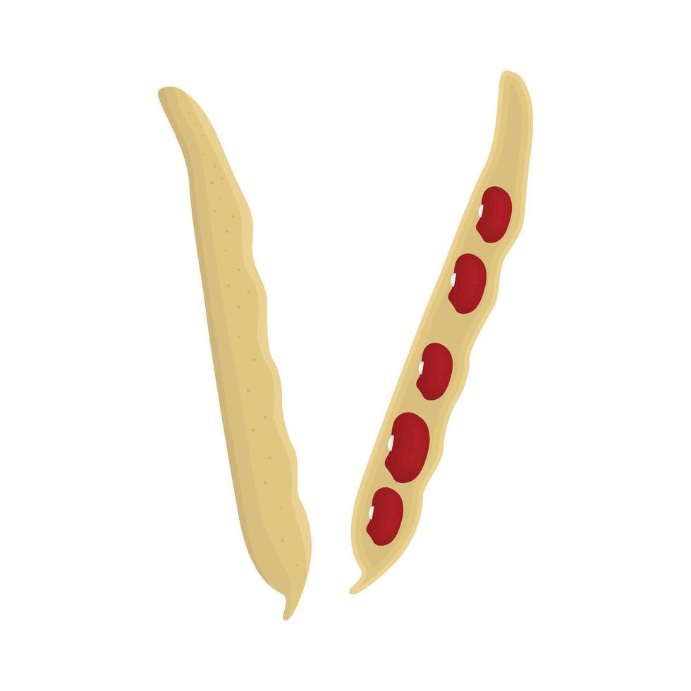 Illustration of red bean vector