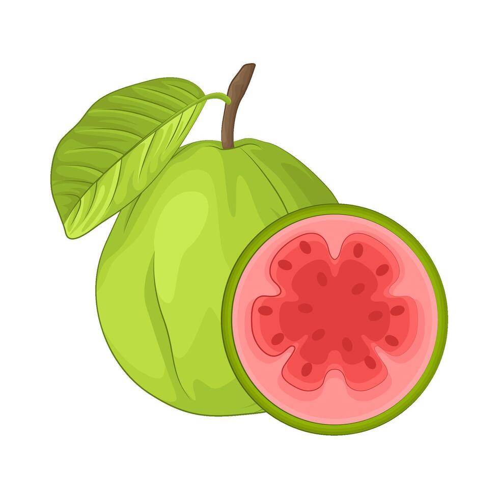 ilustración de guayaba vector