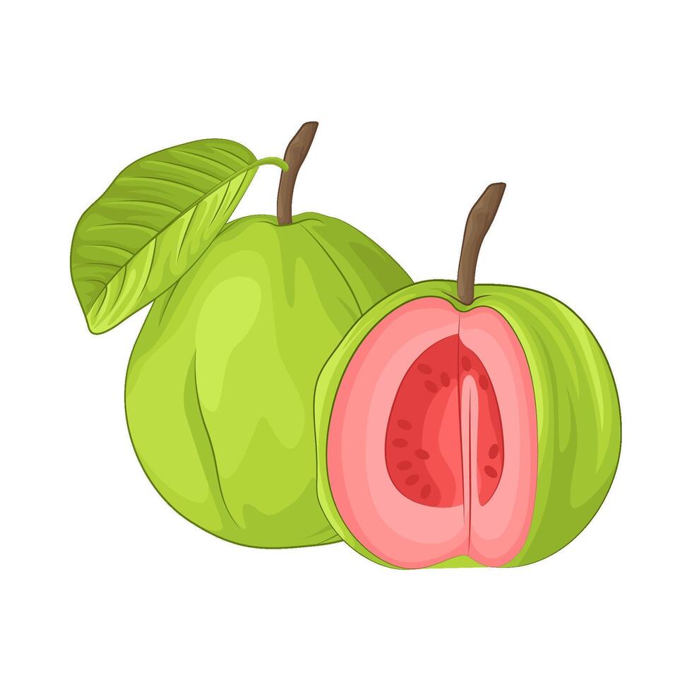 Illustration of guava vector