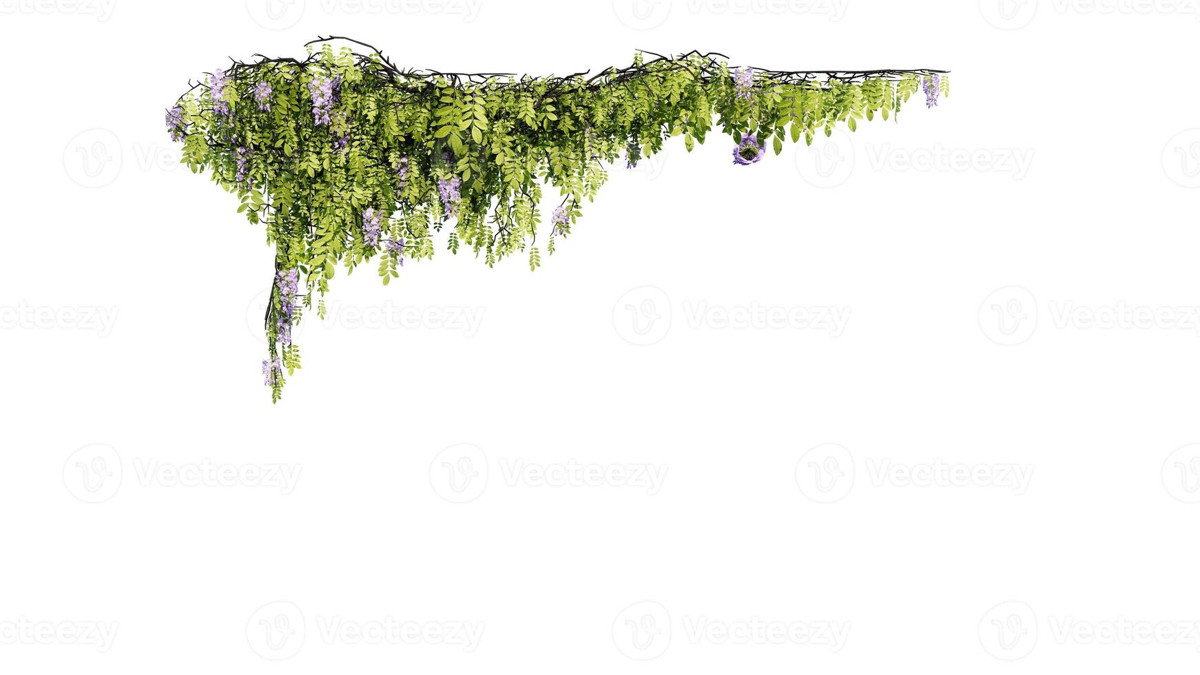 ivy and flower vine green plant leaves tropic hanging, climbing isolated on white background photo