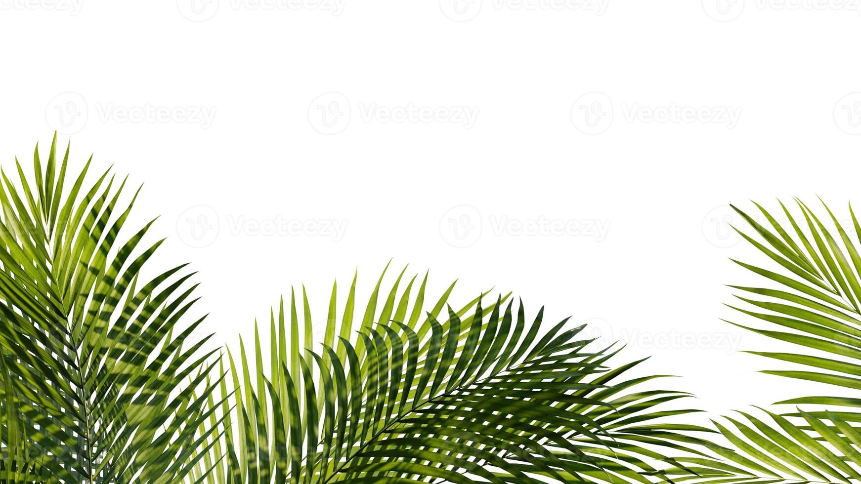 Summer Tropical palm leaves. Exotic palms tree. white Background photo