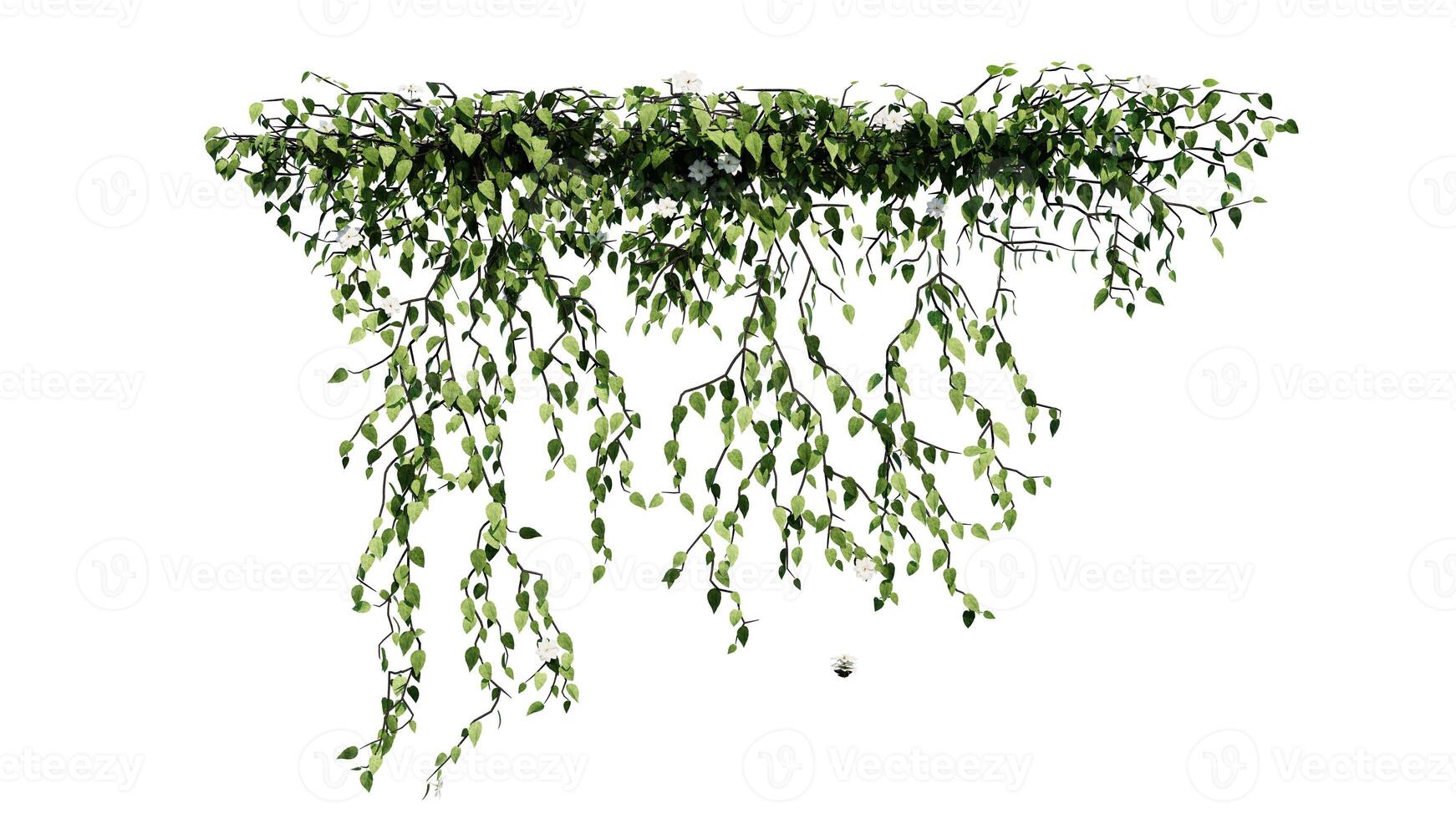 Plant and flower vine green ivy leaves tropic hanging, climbing isolated on transparent background photo